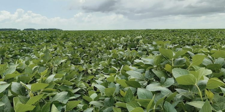 Se esperan buenos rendimientos de soja, pero las lluvias tienen la última palabra
