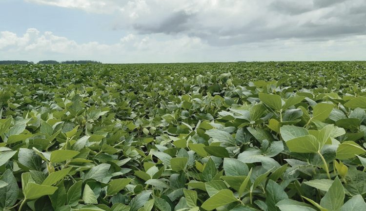 Se esperan buenos rendimientos de soja, pero las lluvias tienen la última palabra