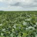 Se esperan buenos rendimientos de soja, pero las lluvias tienen la última palabra
