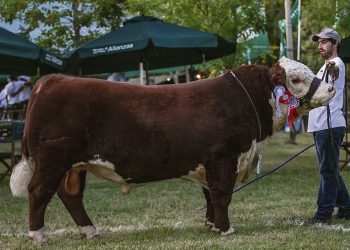 En genética, año a año, cada animal debe superar a sus antecesores