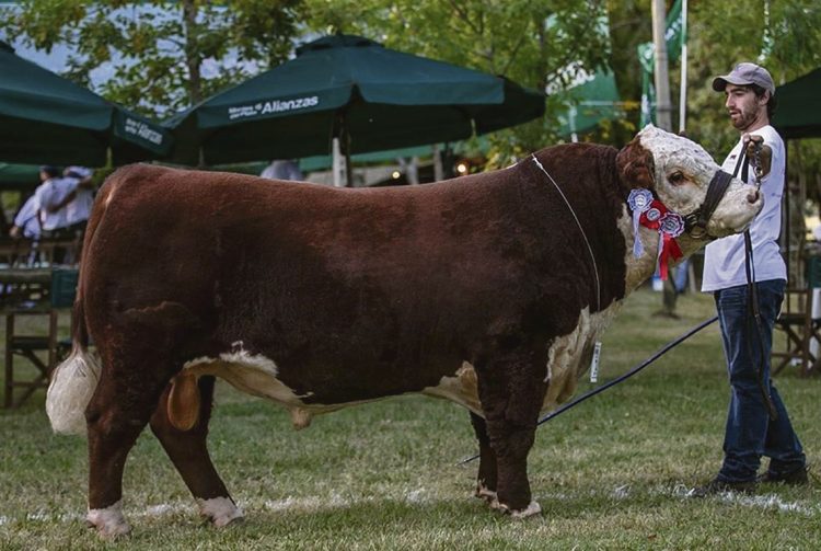 En genética, año a año, cada animal debe superar a sus antecesores