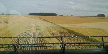 AGRICULTURA: Lluvias dispares afectan resultados en el maíz y la soja