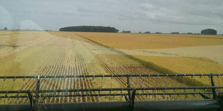 AGRICULTURA: Lluvias dispares afectan resultados en el maíz y la soja