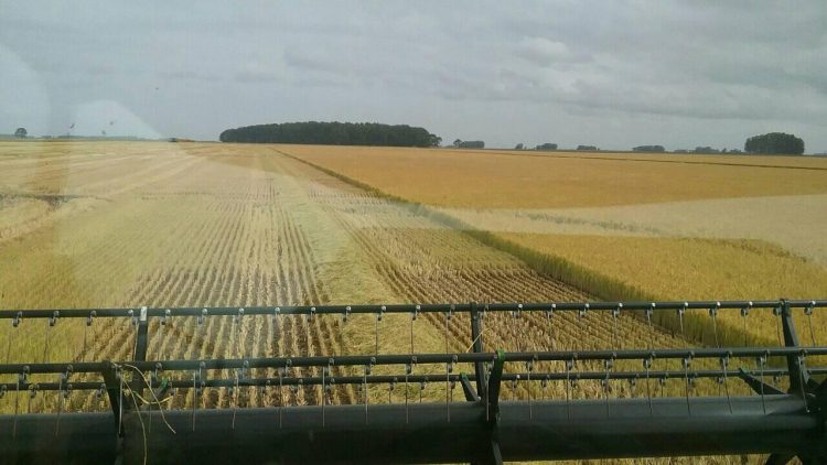 AGRICULTURA: Lluvias dispares afectan resultados en el maíz y la soja