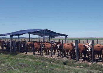 Estampas del Uruguay carnívoro