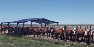Estampas del Uruguay carnívoro
