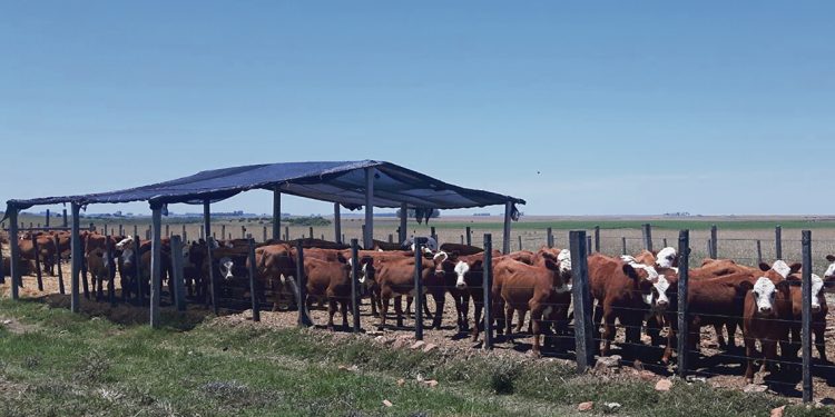 Estampas del Uruguay carnívoro