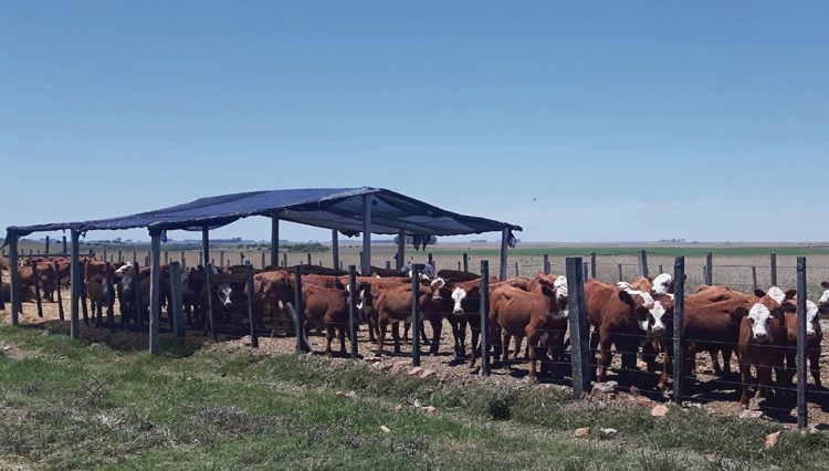 Estampas del Uruguay carnívoro