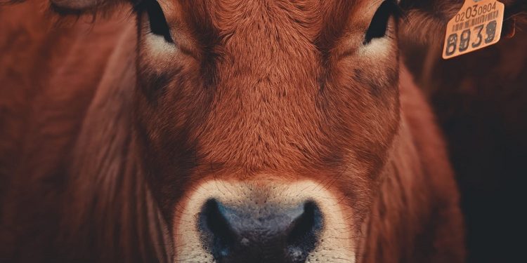 Caen la faena y los valores del mercado de hacienda