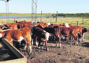 Álvaro Simeone:  el destete precoz está “llamado a jugar un rol muy importante”