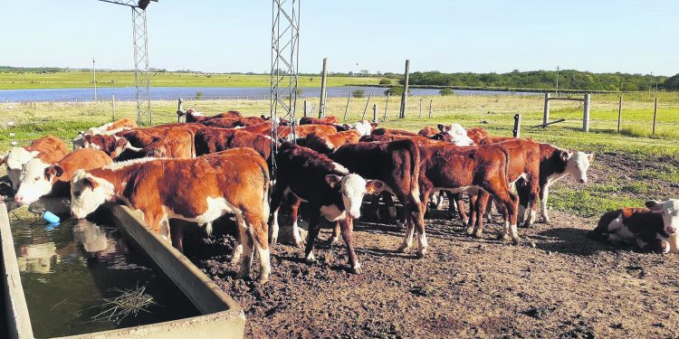 Álvaro Simeone:  el destete precoz está “llamado a jugar un rol muy importante”