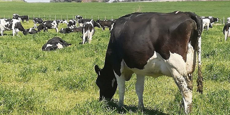 La raza “Holando siempre fue pionera en avance genético”