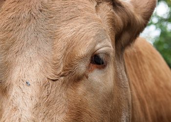 Caen las exportaciones cárnicas, pero surge una tendencia positiva en China