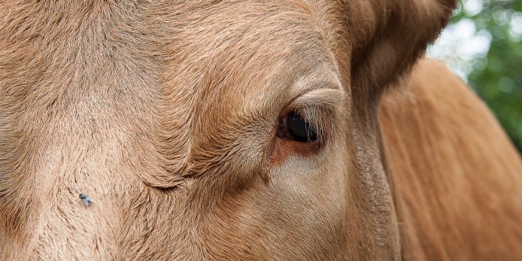 Caen las exportaciones cárnicas, pero surge una tendencia positiva en China