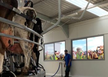 Fonterra no se repone y vuelve  a bajar