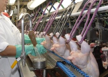 Cada año, desde 2016, cae la faena de aves en Uruguay