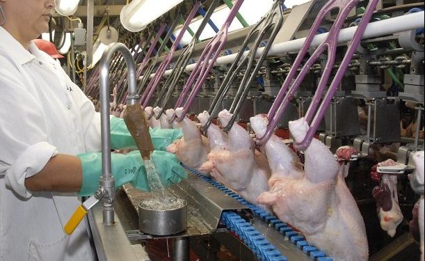 Cada año, desde 2016, cae la faena de aves en Uruguay