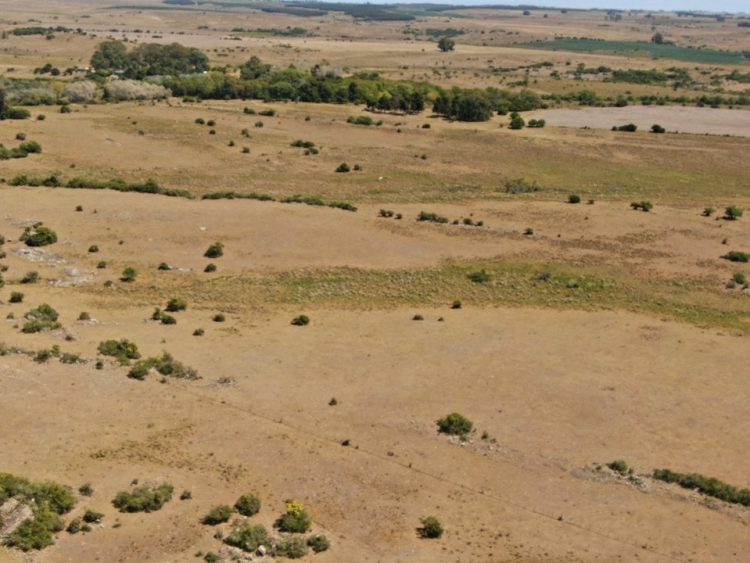 Debido al déficit hídrico se permite el movimiento de ganado en período de vacunación