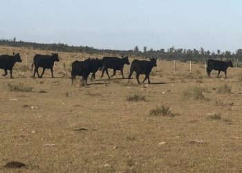 Debido al déficit hídrico se permite el movimiento de ganado en período de vacunación