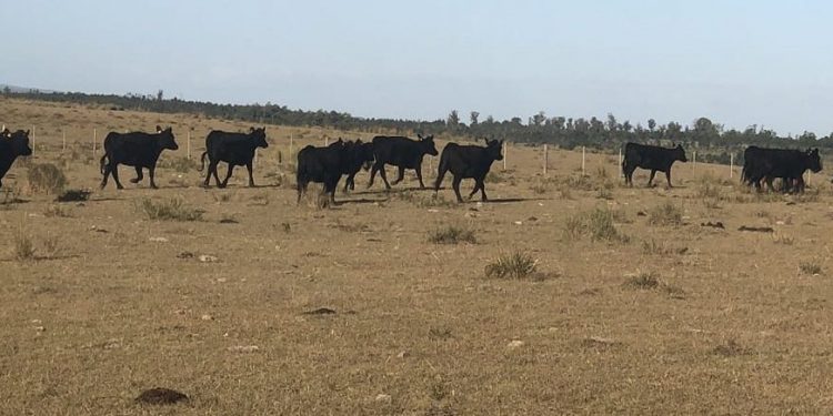 Debido al déficit hídrico se permite el movimiento de ganado en período de vacunación