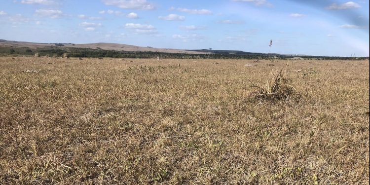 La falta de agua llegó a un punto que “preocupa”, dijo el presidente de la Rural de Soriano