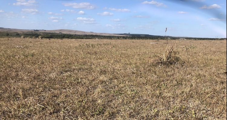 La falta de agua llegó a un punto que “preocupa”, dijo el presidente de la Rural de Soriano