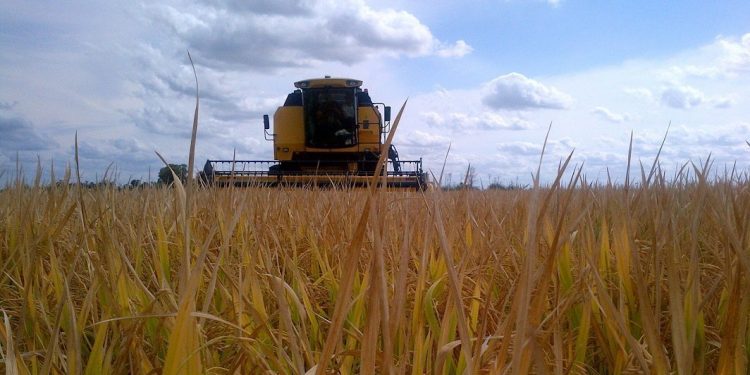 El presidente Lacalle Pou y el ministro Uriarte participarán de la inauguración de la cosecha de arroz