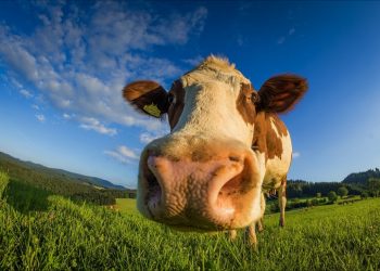 Los indicadores de comienzo de semana no son positivos