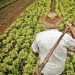 Si esta crisis es una guerra, los agricultores también son soldados