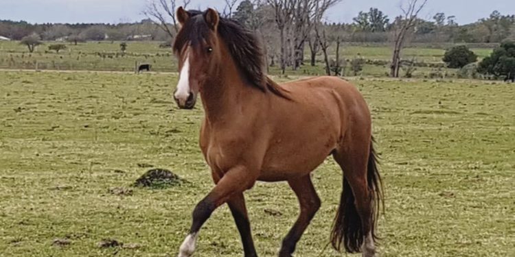 El caballo y nuestro ancestro