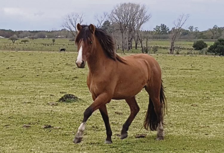 El caballo y nuestro ancestro
