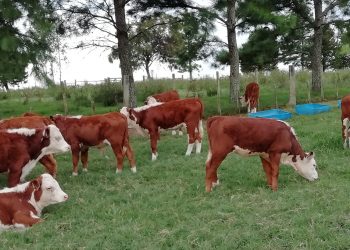 Uruguay: ¿la ganadería juega al empate?