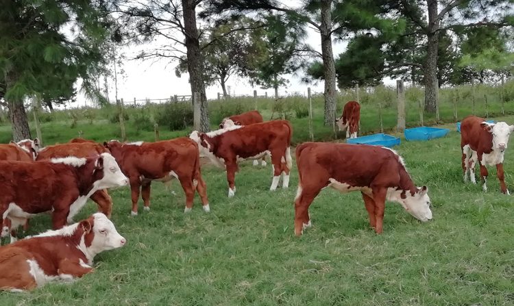 Uruguay: ¿la ganadería juega al empate?