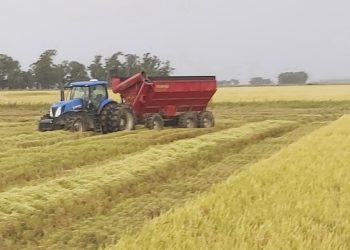 Sector arrocero: A punto de cerrar una cosecha con buenos rendimientos y precios al alza