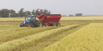 Sector arrocero: A punto de cerrar una cosecha con buenos rendimientos y precios al alza