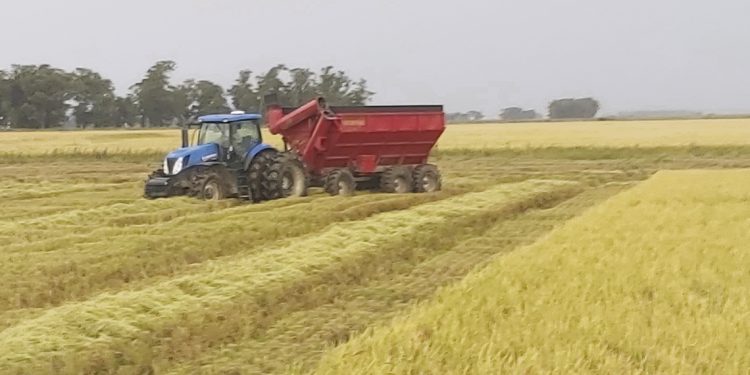 Sector arrocero: A punto de cerrar una cosecha con buenos rendimientos y precios al alza