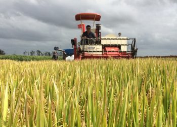 Con o sin ciclistas, el Uruguay real no deja de producir y exportar