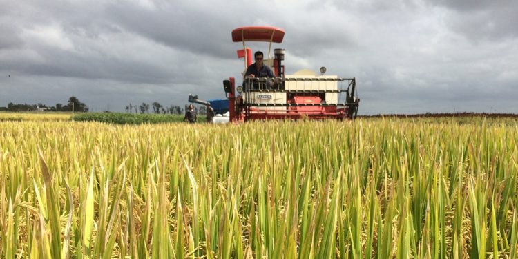 Con o sin ciclistas, el Uruguay real no deja de producir y exportar