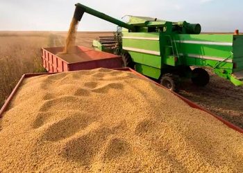 Comienza la zafra de soja con preocupación y cautela ante los rendimientos