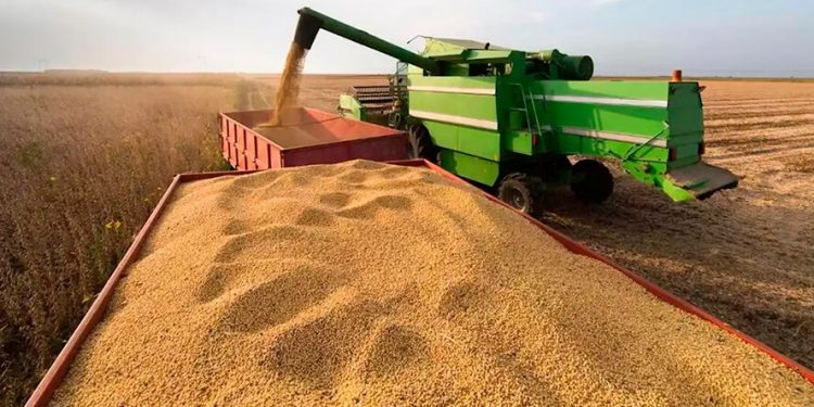 Comienza la zafra de soja con preocupación y cautela ante los rendimientos