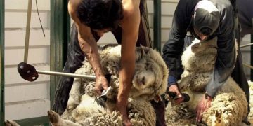 Semana sin actividad en el mercado local y con leve suba en el IME