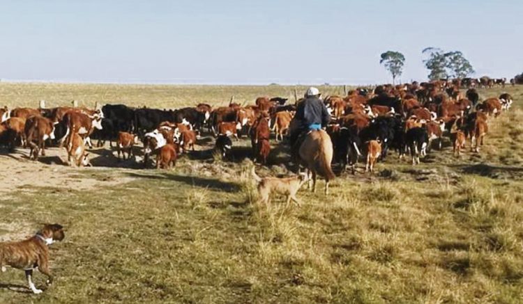 En medio del temporal: El agro al rescate
