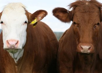 El mercado de haciendas afirmó sus valores