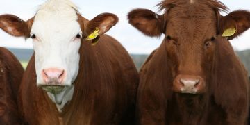 El mercado de haciendas afirmó sus valores