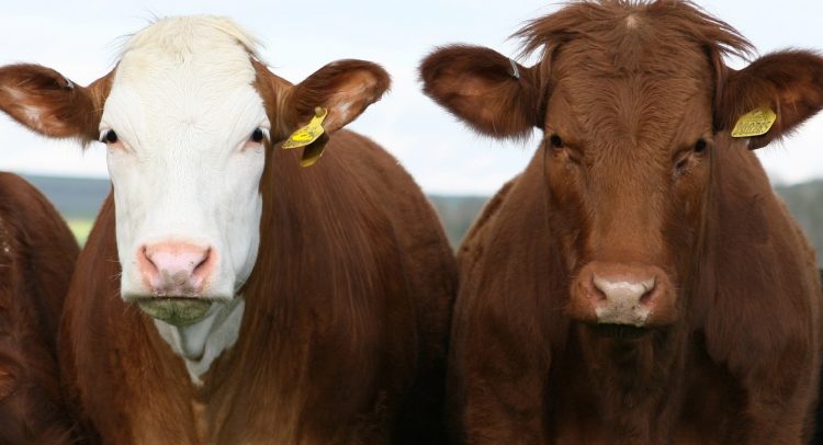 El mercado de haciendas afirmó sus valores