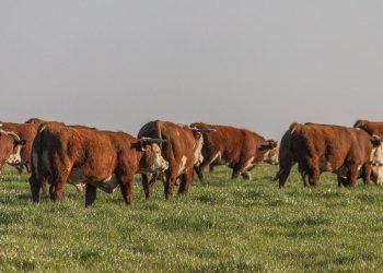 La Federación Rural asegura que el campo “va a colaborar” con la emergencia sanitaria
