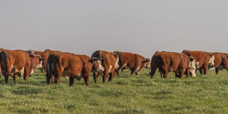 La Federación Rural asegura que el campo “va a colaborar” con la emergencia sanitaria