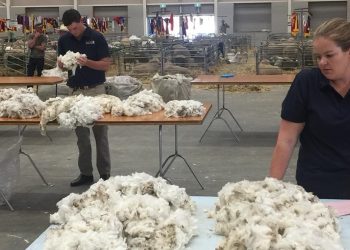 Crece la incertidumbre en el mercado de lanas