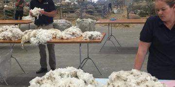 Crece la incertidumbre en el mercado de lanas