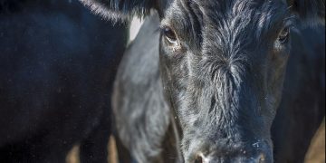 Buen nivel de faena y mercado firme para los vacunos